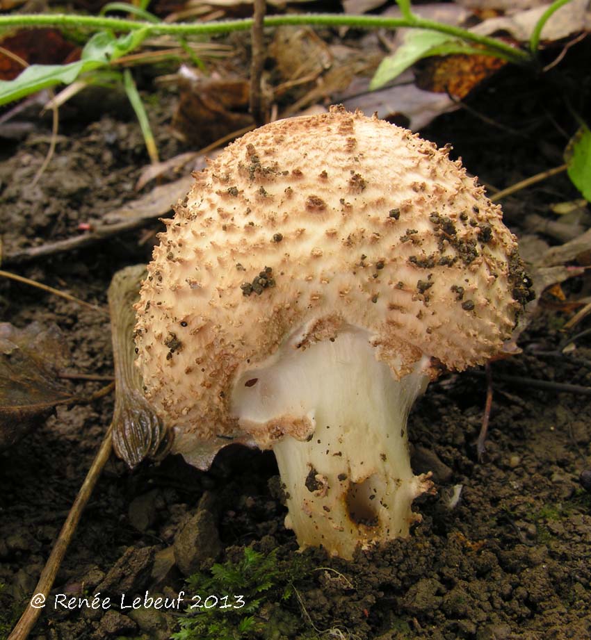 Echinoderma asperum image