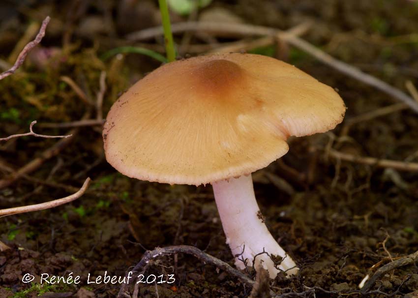 Entoloma burlinghamiae image