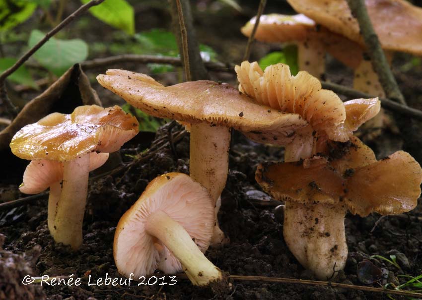 Entoloma burlinghamiae image