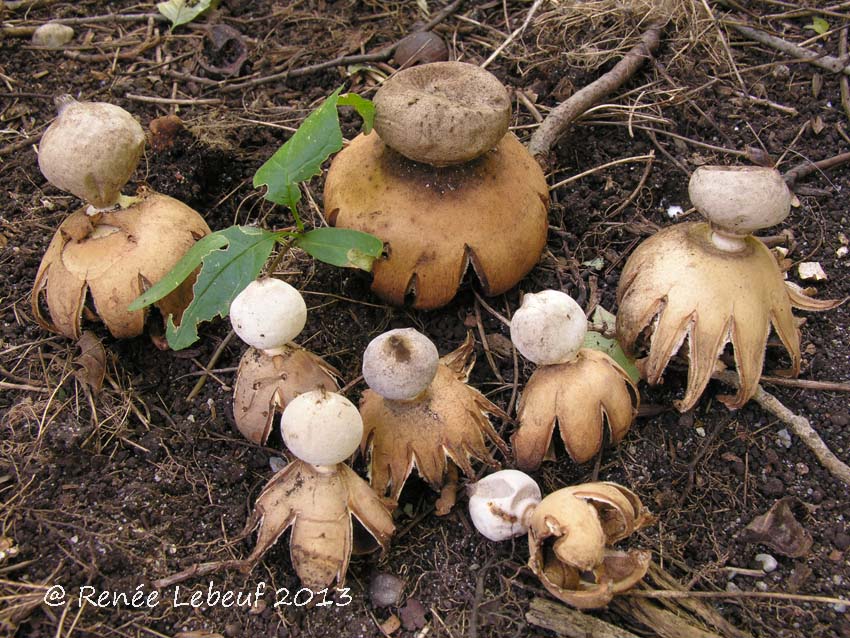 Geastrum smardae var. smardae image