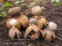 Geastrum smardae image