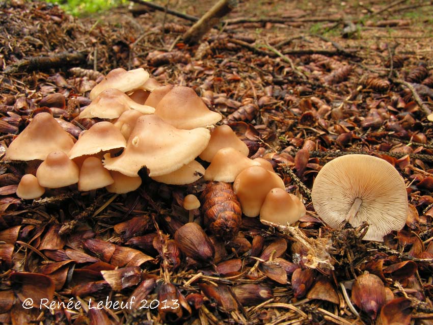 Gymnopus confluens image