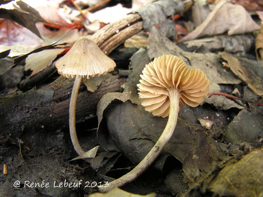 Entoloma araneosum f. araneosum image