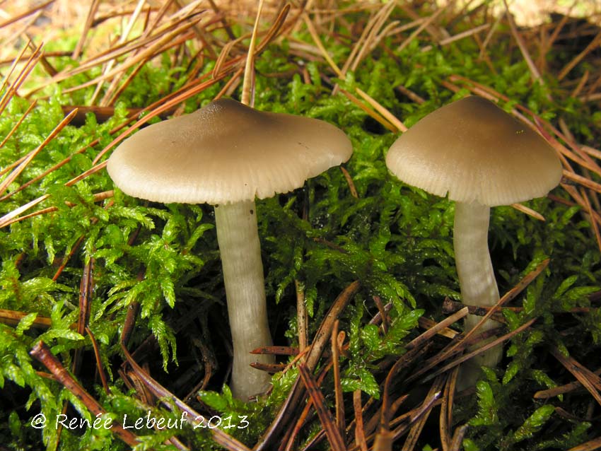 Entoloma turbidum image