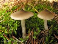 Entoloma turbidum image