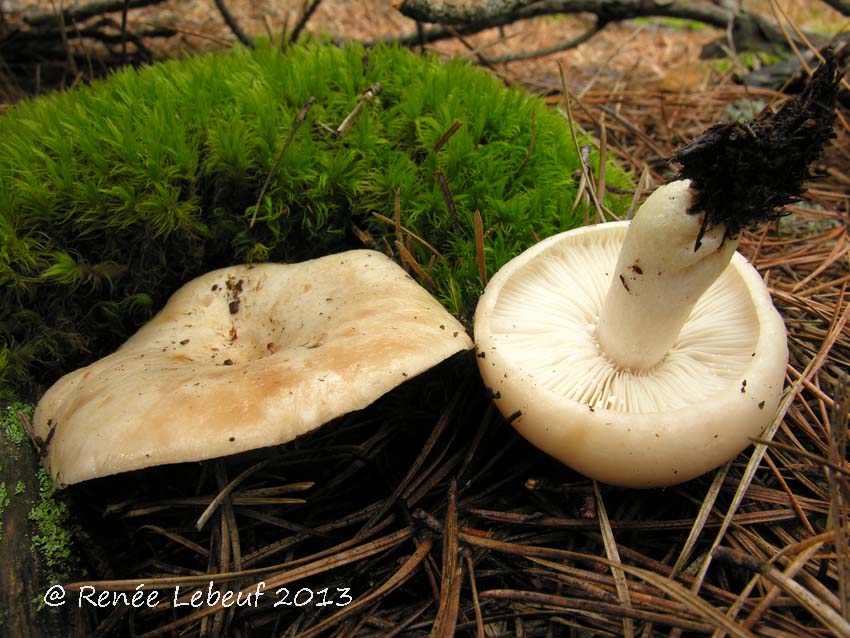 Lactarius midlandensis image