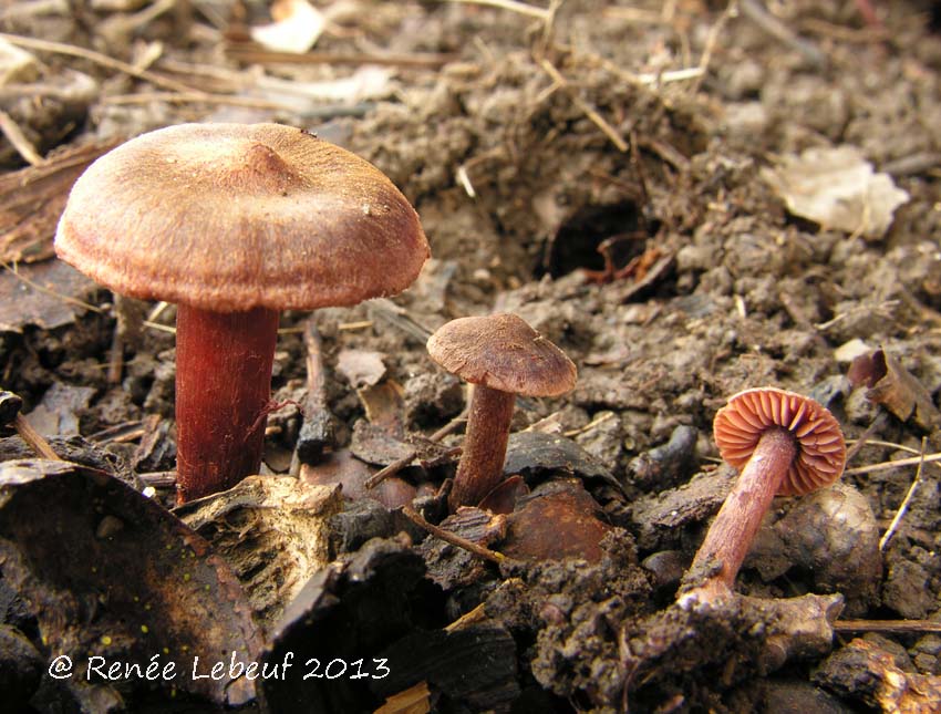 Cortinarius anthracinus image