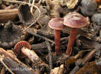 Cortinarius anthracinus image