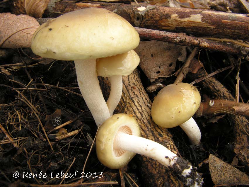 Hygrophorus albofuscus image