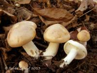 Hygrophorus roseobrunneus image