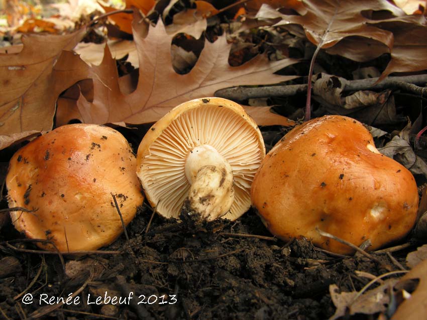 Hygrophorus subsalmonius image