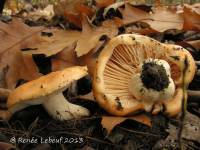 Hygrophorus subsalmonius image