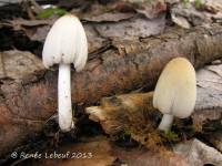 Coprinellus domesticus image