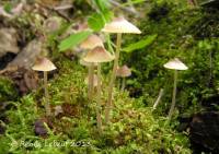 Mycena subcaerulea image