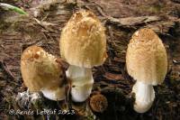 Coprinus laniger image