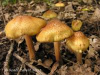 Inocybe squamata image