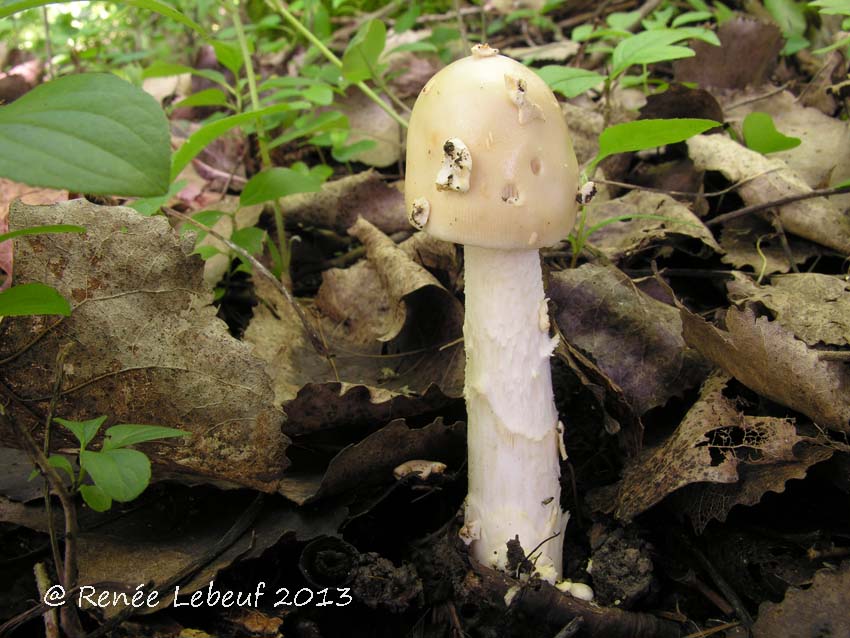 Amanita populiphila image