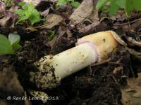 Amanita populiphila image