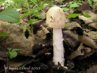 Image of Amanita populiphila