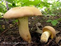 Butyriboletus taughannockensis image