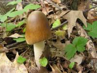 Amanita elongatior image