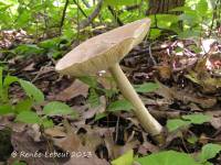 Amanita elongatior image