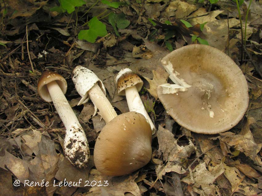 Amanita elongatior image