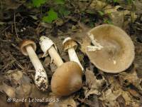 Image of Amanita elongatior