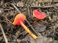 Hygrocybe minutula image