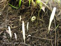 Clavaria fragilis image