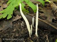 Clavaria fragilis image