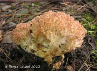 Ramaria rubrievanescens image