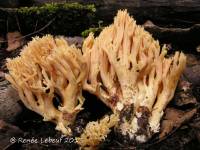 Ramaria neoformosa image