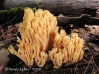 Ramaria neoformosa image