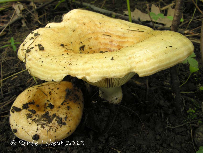 Lactarius psammicola image