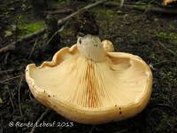 Lactarius psammicola f. glaber image