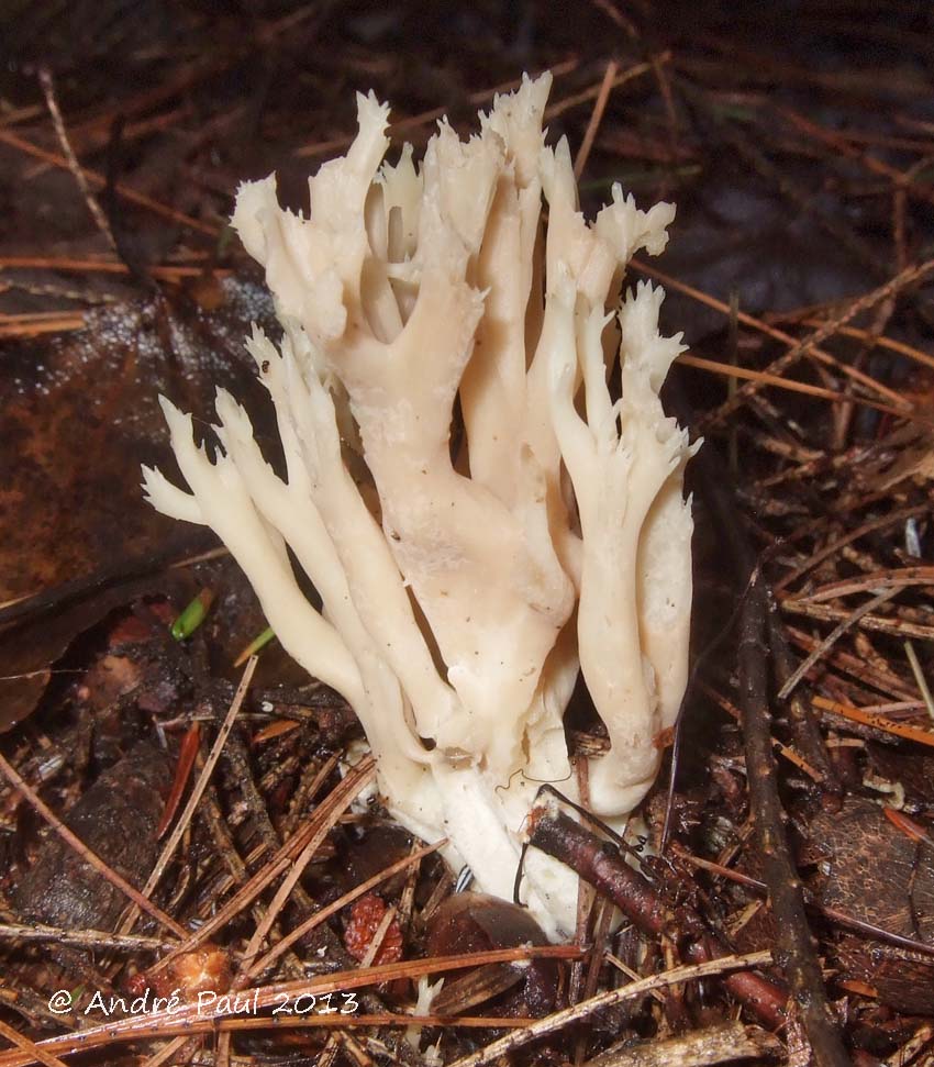 Clavulina coralloides image