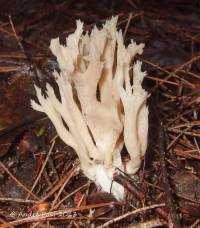 Image of Clavaria cristata