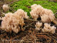 Ramaria gracilis image