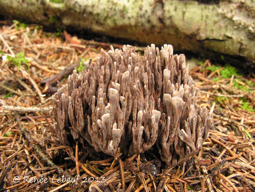 Thelephora palmata subsp. palmata image