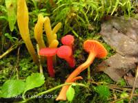 Hygrocybe phaeococcinea image