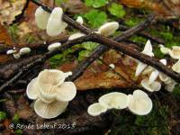 Crepidotus fusisporus image