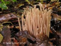 Clavaria rubicundula image