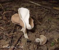 Helvella latispora image