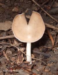 Helvella latispora image