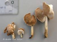 Helvella latispora image