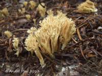 Ramaria gracilis image