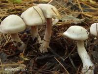 Cortinarius acutispissipes image