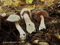 Cortinarius acutispissipes image