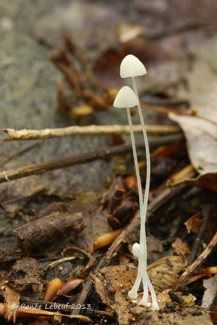 Mycena alphitophora image